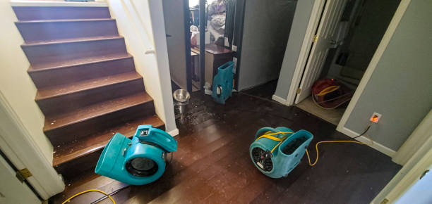 Best Mold removal after water damage  in Wagon Wheel, AZ
