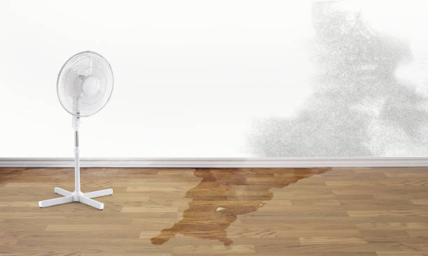 Best Water damage contractors near me  in Wagon Wheel, AZ