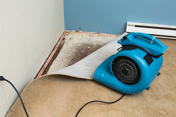 Best Mold removal after water damage  in Wagon Wheel, AZ